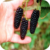 Ежевика "Карака Блэк" Ежевика "Карака Блэк"